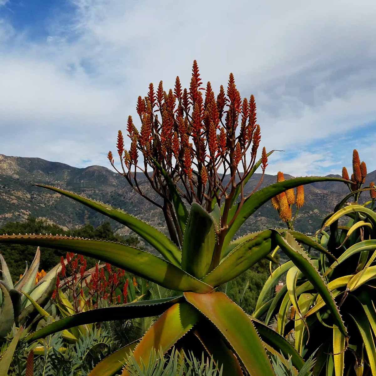 Aloes Aloe vaombe